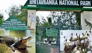 bhitarkanika to remain closed from may to july for crocodile breeding season