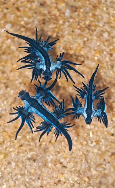 uploads/396123122_sea_blue.webp