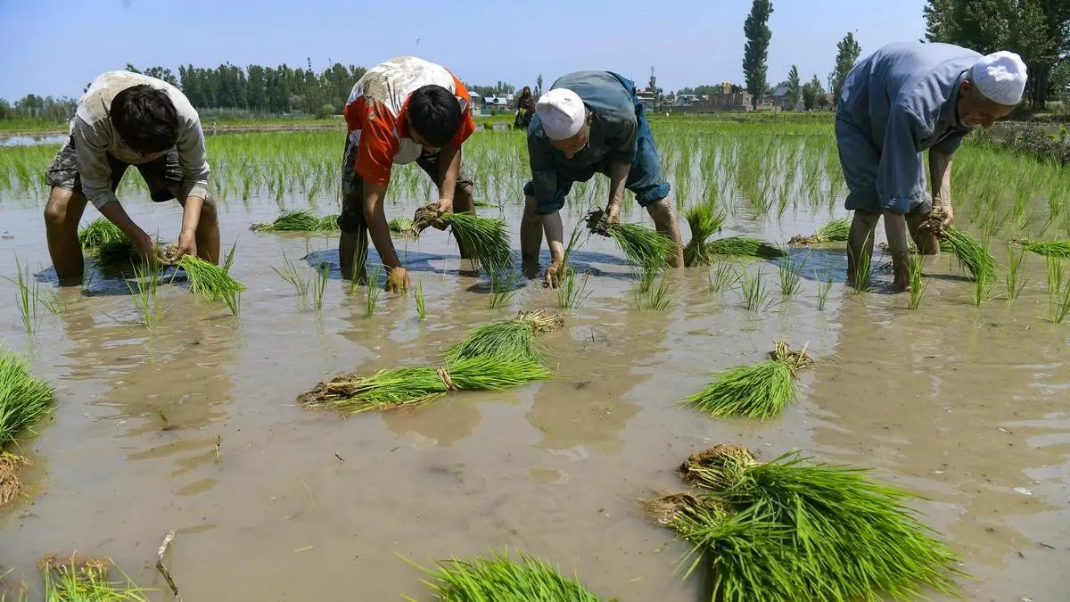 imd forecasts below normal july rains kharif sowing drops 23