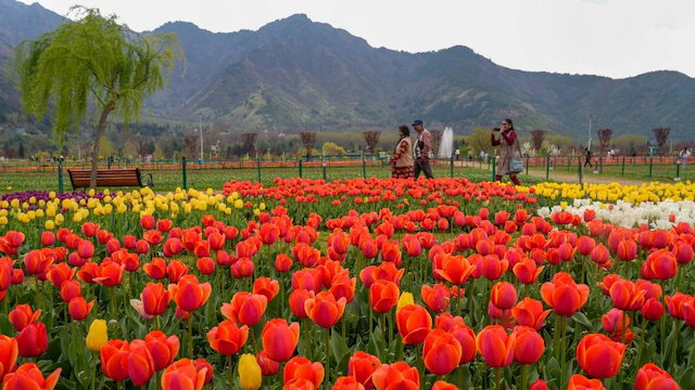 asias largest tulip garden to open for public on march 26