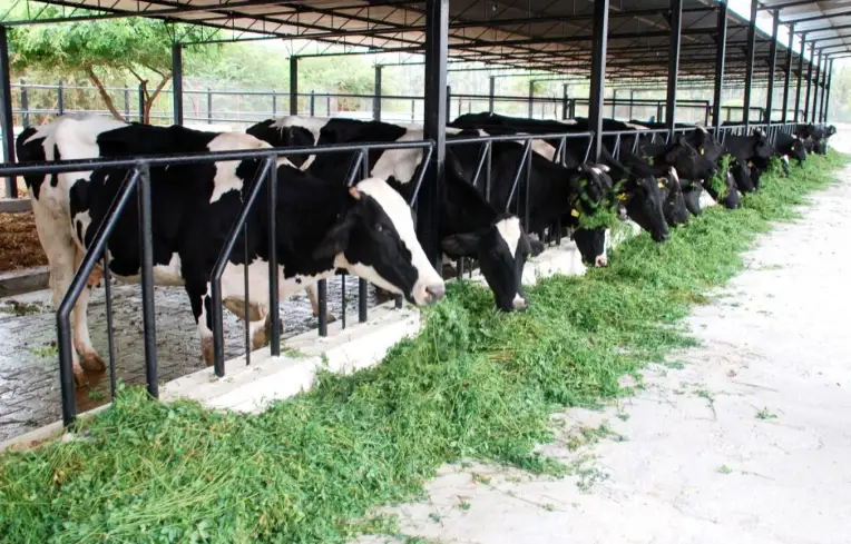 uploads/726153808_dairy.webp