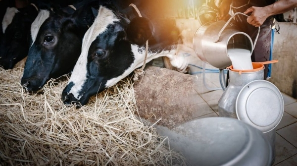 milk production rises in odisha but 13 districts show weak output and access